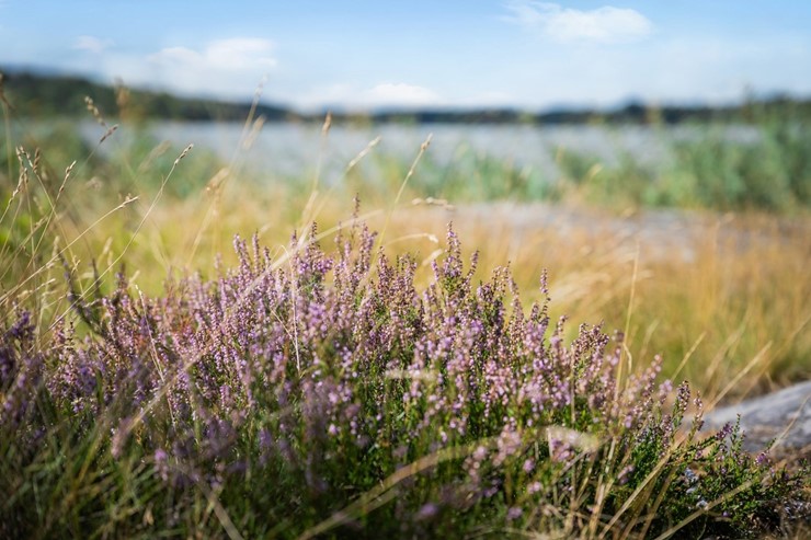 OL_perfectshot_ZF79831_web